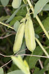 Blue wild indigo